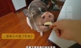 猪吃蜜瓜视频在线观看免费