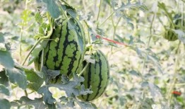 云南怒江网红吃瓜,揭秘当地特色美食背后的故事